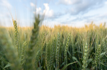 golden wheat field