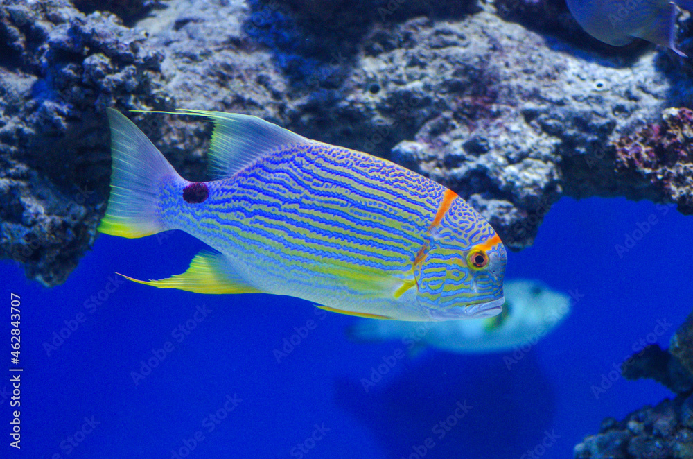 Wall mural Symphorichthys spilurus in the aquarium