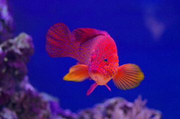 Fototapeta premium The red grouper, or Epinephelus morio