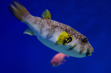 Arothron hispidus in the aquarium