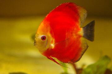Aquarium fish Red Melon Discus