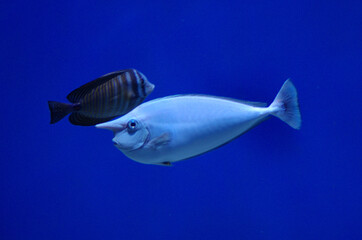 Naso brevirostris in the aquarium