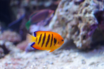 The flame angelfish or Centropyge loricula, marine angelfish of the family Pomacanthidae