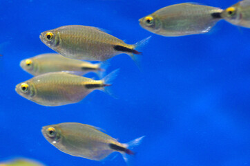 Fototapeta na wymiar Hemigrammus ocellifer or Tail and Head Light Tetra in the aquarium