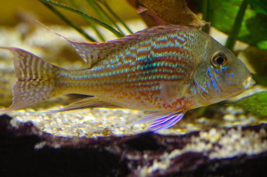 Thorichthys ellioti in the aquarium