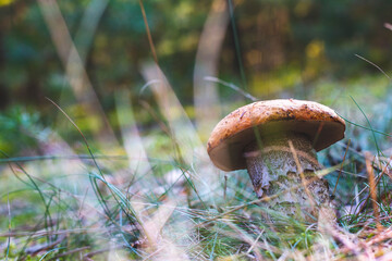 edible boletus mushroom in forest
