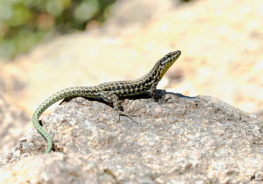 Close-up of endemic Tyrrhenian wall lizard on rock, Corsica, France