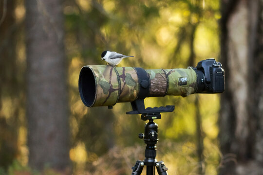 Finland, Kuhmo, North Karelia, Kainuu, Willow tit (Poecile montanus) perching in camera lens in forest