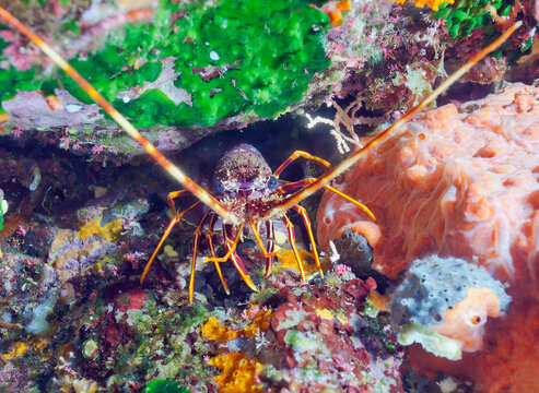 Close-up of European Lobster on rock in sea, Sagone, Corsica, France