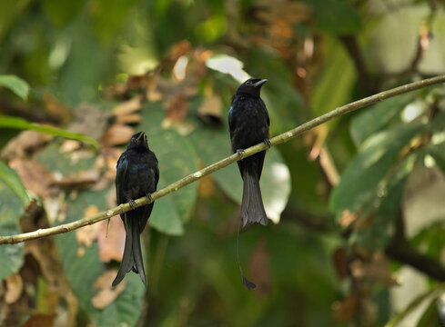 Malaysia, Borneo, Sabah, Sepilok nature reserve, Greater racket-tailed drongo couple perching on twig