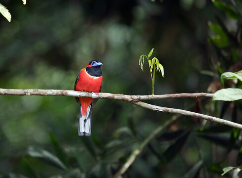 Malaysia, Borneo, Sabah, Sepilok nature reserve, Red-naped trogon perching on twig