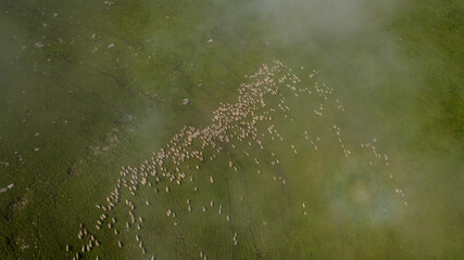 Herd of Sheep at Green Hills. Aerial View