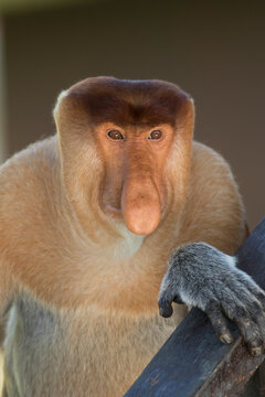 Malaysia, Borneo, Sabah, portrait of male proboscis monkey