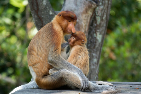 Borneo, Sabah, Proboscis Monkeys, Nasalis larvatus, mother and young animal sitting on wood, lactating