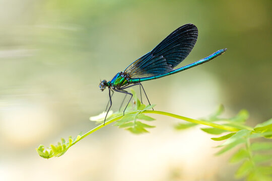 Close-up of beautiful demoiselle on plant, Corsica, France