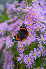 butterfly Atalanta (Vanessa atalanta) or Red Admiral drinks from flowers of pink Aster