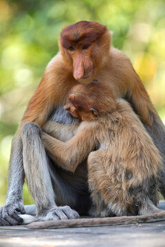 Borneo, Sabah, Proboscis Monkeys, Nasalis larvatus, mother and young animal, lactating