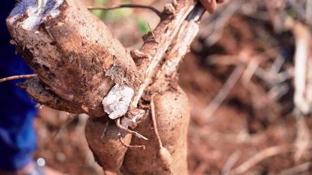 Close up cut cassava plant on farm
