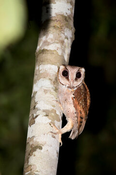 Malaysia, Borneo, Sabah, Kinabatangan river, oriental bay owl, phodilus badius