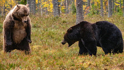 Brown bear fight