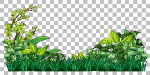 Grass and plants on transparent background for decor