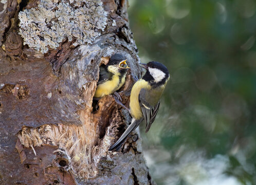 Great tit at tree hole nest feeding young, Bavaria, Germany