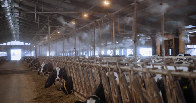 modern barn with air humidification and ventilation system, many cows with ear tags and collars chew food in stall