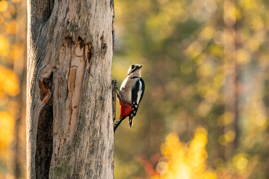 Great spotted woodpecker at work
