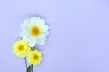White and yellow dahlia flowers on light violet background. Copyspace.