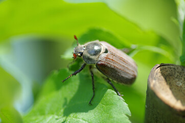 May beetle on a green background