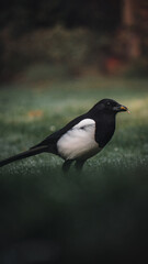 eating magpie
