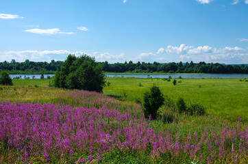 Fototapeta na wymiar Kizhi, Karelia, Russia - July, 2021: View of the Kizhi island and the fields overgrown with Ivan Tea