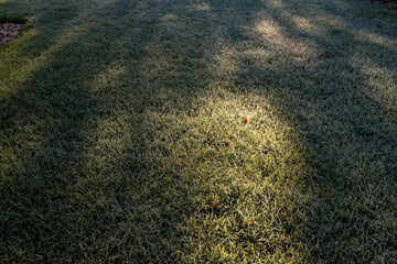 frozen grass early in the morning