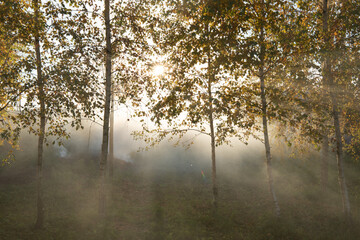 sun rays in the forest