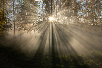 morning in the woods