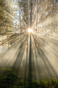 sun rays in the forest