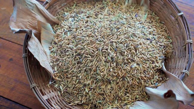  rice on a plate paddy