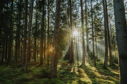 Fototapeta Sunlight streaming through trees in forest