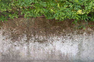Texture de mur de pierre avec haie de lierre