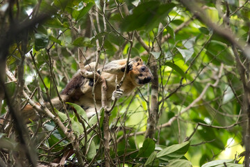 Malaysia, Borneo, Sepilok, cream-coloured giant squirrel perching on branch