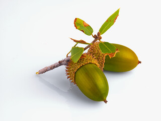 The acorn or Kermes oak, Quercus coccifera isolated on white background