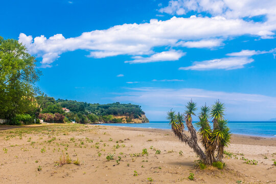 Yucca plant on beach at Roda, Corfu, Greece