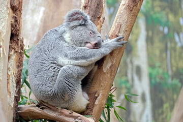 Koala ( Phascolarctos cinereus ).
