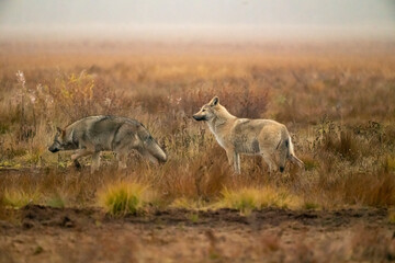 Wolves in the finish Taîga