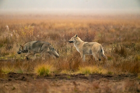 Wolves in the finish Ta&icirc;ga