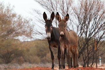 donkey with foal