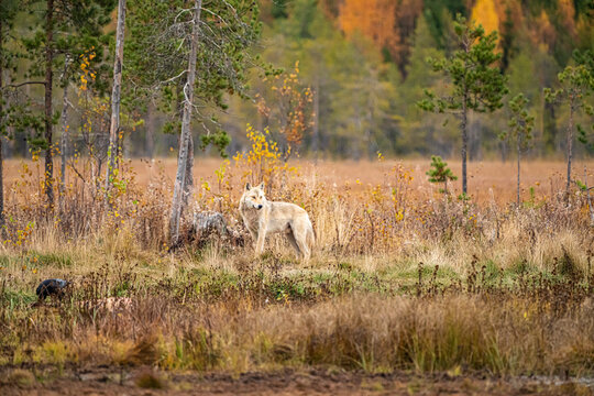 Wolves in the finish Ta&icirc;ga