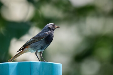 Hausrotschwanz ( Phoenicurus ochruros ).