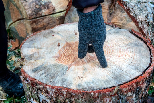 Man wearing hand glove pointing at tree stump while standing outdoors