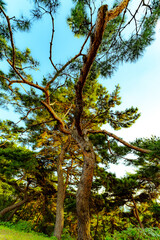 올림픽공원 나무